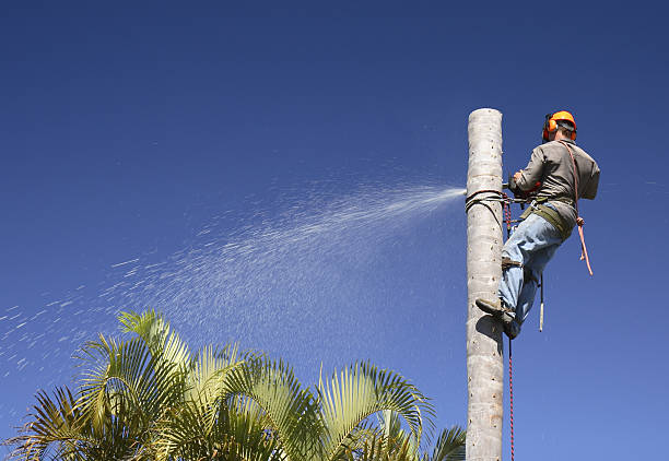 Best Root Management and Removal  in Millington, NJ